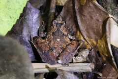 Microhyla berdmorei