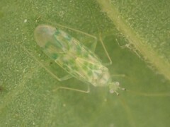 Malacocoris chlorizans