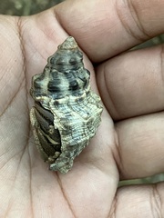 Coenobita cavipes