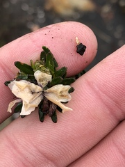 Adenandra gummifera