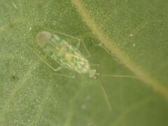 Malacocoris chlorizans