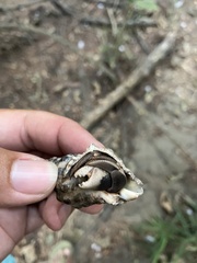 Coenobita cavipes