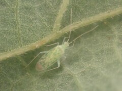 Malacocoris chlorizans