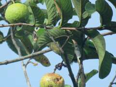 Eupsittula nana