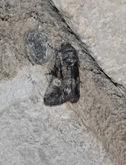 Copanarta aurea