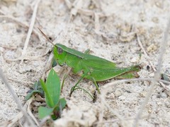 Dichromorpha viridis