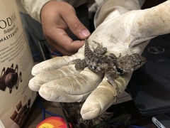 Sceloporus bimaculosus