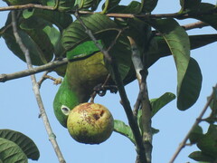 Eupsittula nana