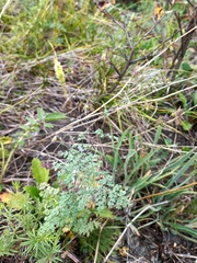 Thalictrum foetidum