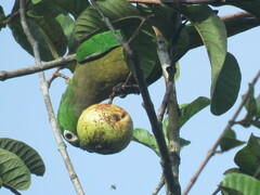Eupsittula nana
