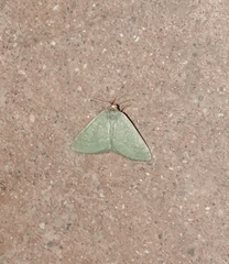 Xerochlora mesotheides