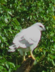 Pseudastur albicollis