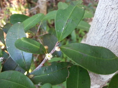 Erythroxylum