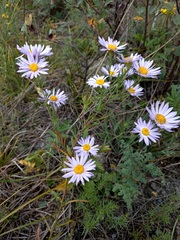 Aster biennis