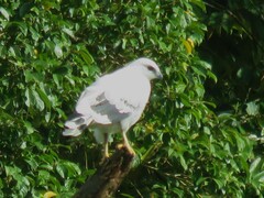 Pseudastur albicollis