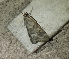 Loxostege allectalis