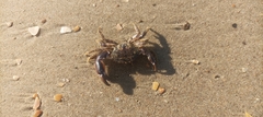 Pilumnus