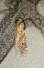 Lophocampa bicolor