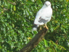 Pseudastur albicollis