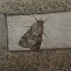 Loxostege allectalis