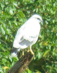 Pseudastur albicollis