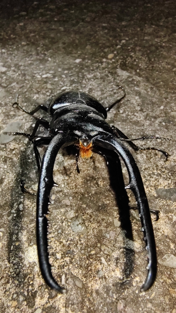 Cladognathus