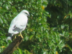 Pseudastur albicollis