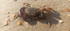 Pilumnus