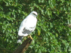 Pseudastur albicollis