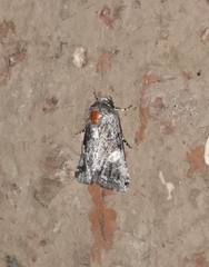 Copanarta aurea