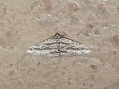 Iridopsis obliquaria