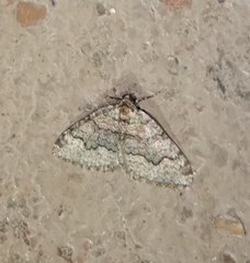 Hammaptera parinotata