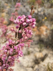 Erica selaginifolia