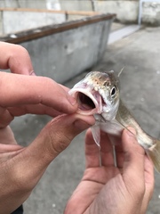 Genyonemus lineatus