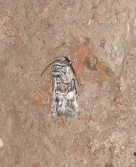 Copanarta aurea