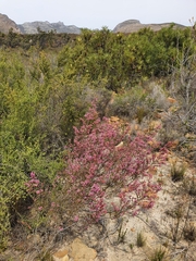 Erica selaginifolia