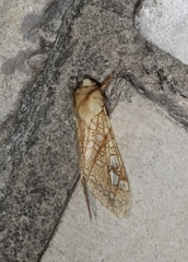 Lophocampa bicolor