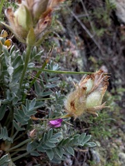 Oxytropis bracteata