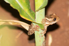 Trachycephalus vermiculatus