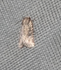 Elaphria chalcedonia