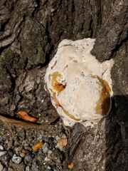 Pseudoinonotus dryadeus