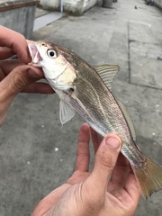 Genyonemus lineatus