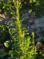 Artemisia biennis