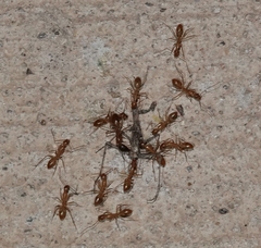 Camponotus festinatus