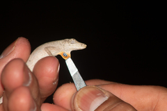 Anolis ustus