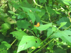 Tegosa anieta