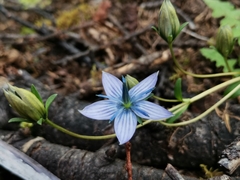 Lomatogonium carinthiacum