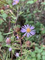 Symphyotrichum subspicatum