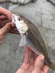 Genyonemus lineatus