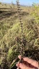 Dracocephalum thymiflorum